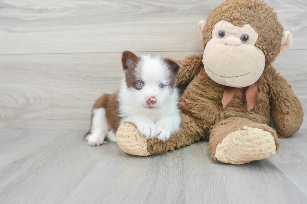 6 week old Pomsky Puppy For Sale - Premier Pups