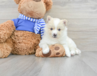 9 week old Pomsky Puppy For Sale - Premier Pups