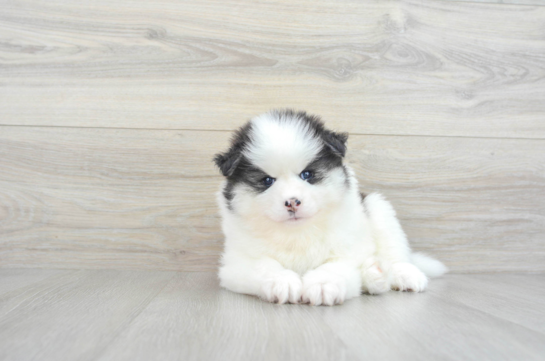 Best Pomsky Baby