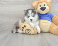 10 week old Pomsky Puppy For Sale - Premier Pups