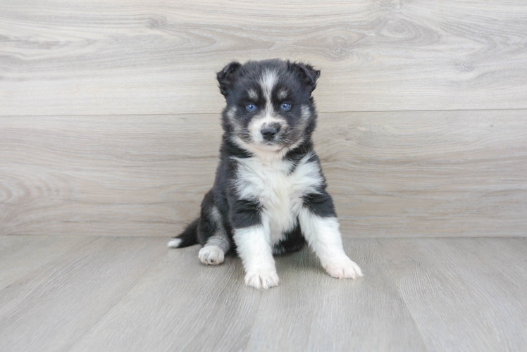 Meet Jackie - our Pomsky Puppy Photo 1/3 - Premier Pups