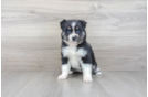 Meet Jackie - our Pomsky Puppy Photo 2/3 - Premier Pups