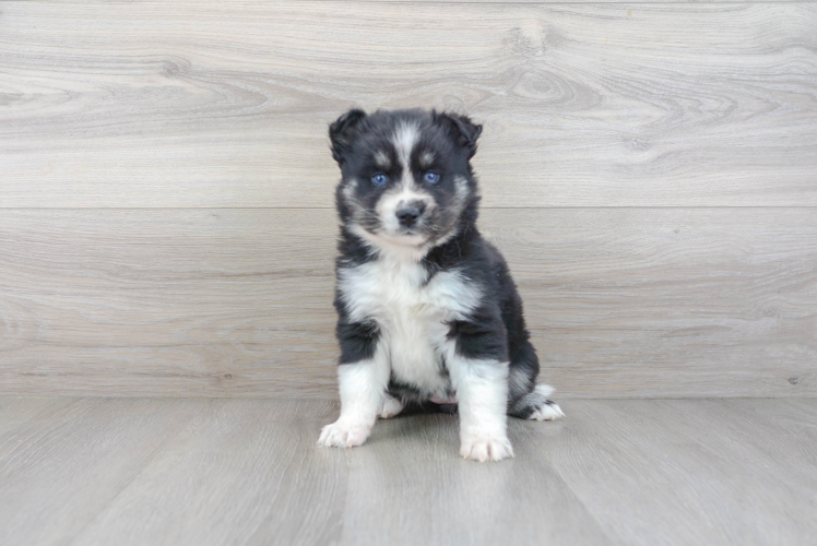 Meet Jackie - our Pomsky Puppy Photo 2/3 - Premier Pups