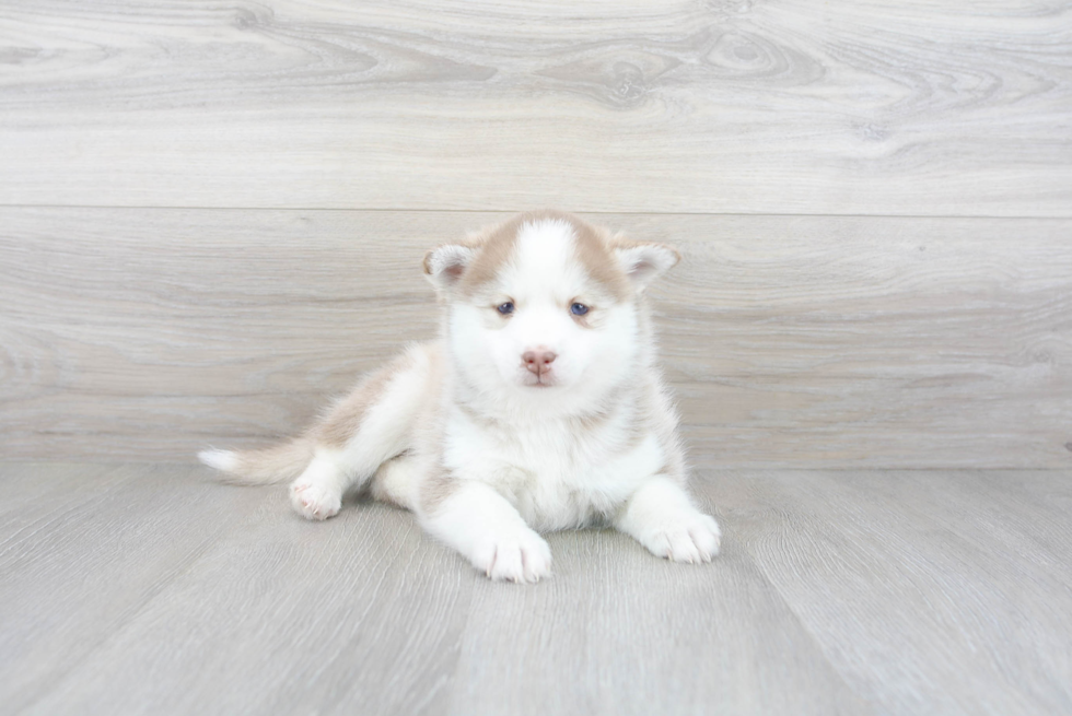 Meet Akira - our Pomsky Puppy Photo 1/3 - Premier Pups