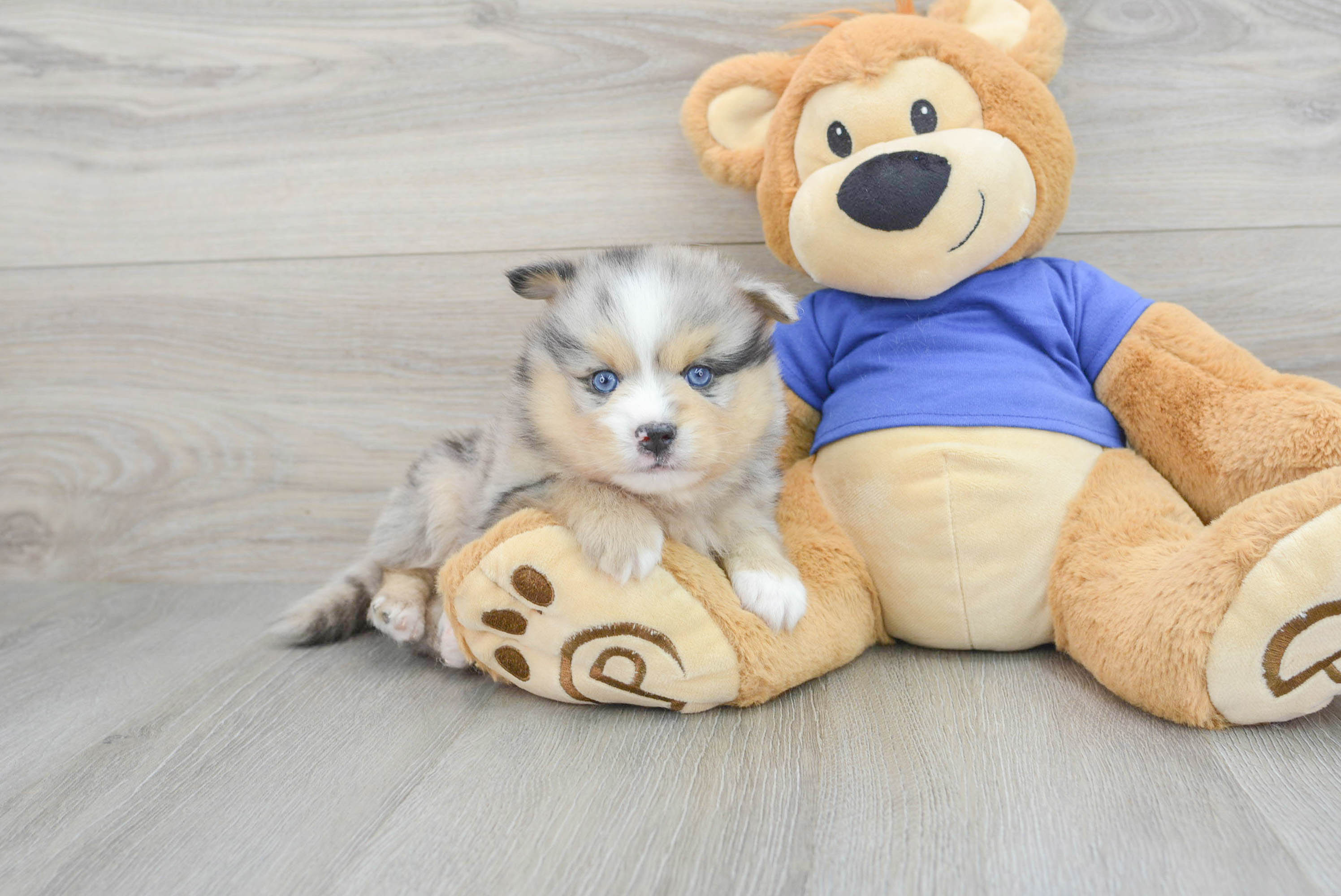 Teddy bear pomsky hotsell