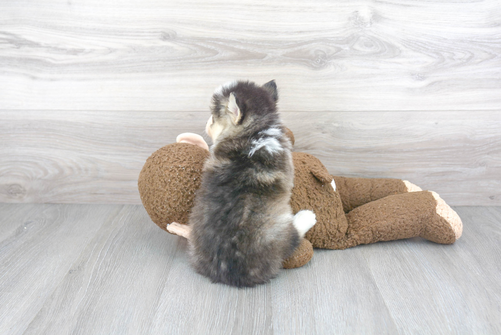 Little Mini Husky Designer Puppy