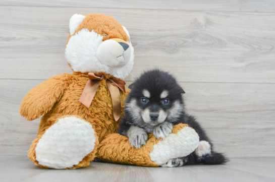 Popular Pomsky Designer Pup