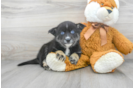 Meet Luci - our Pomsky Puppy Photo 1/3 - Premier Pups