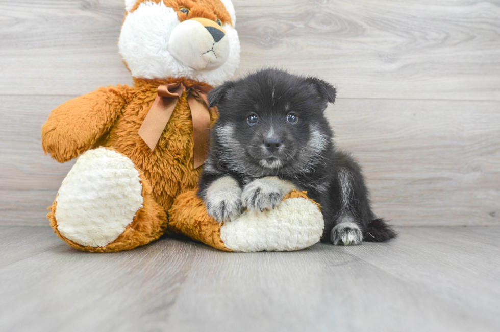 8 week old Pomsky Puppy For Sale - Premier Pups