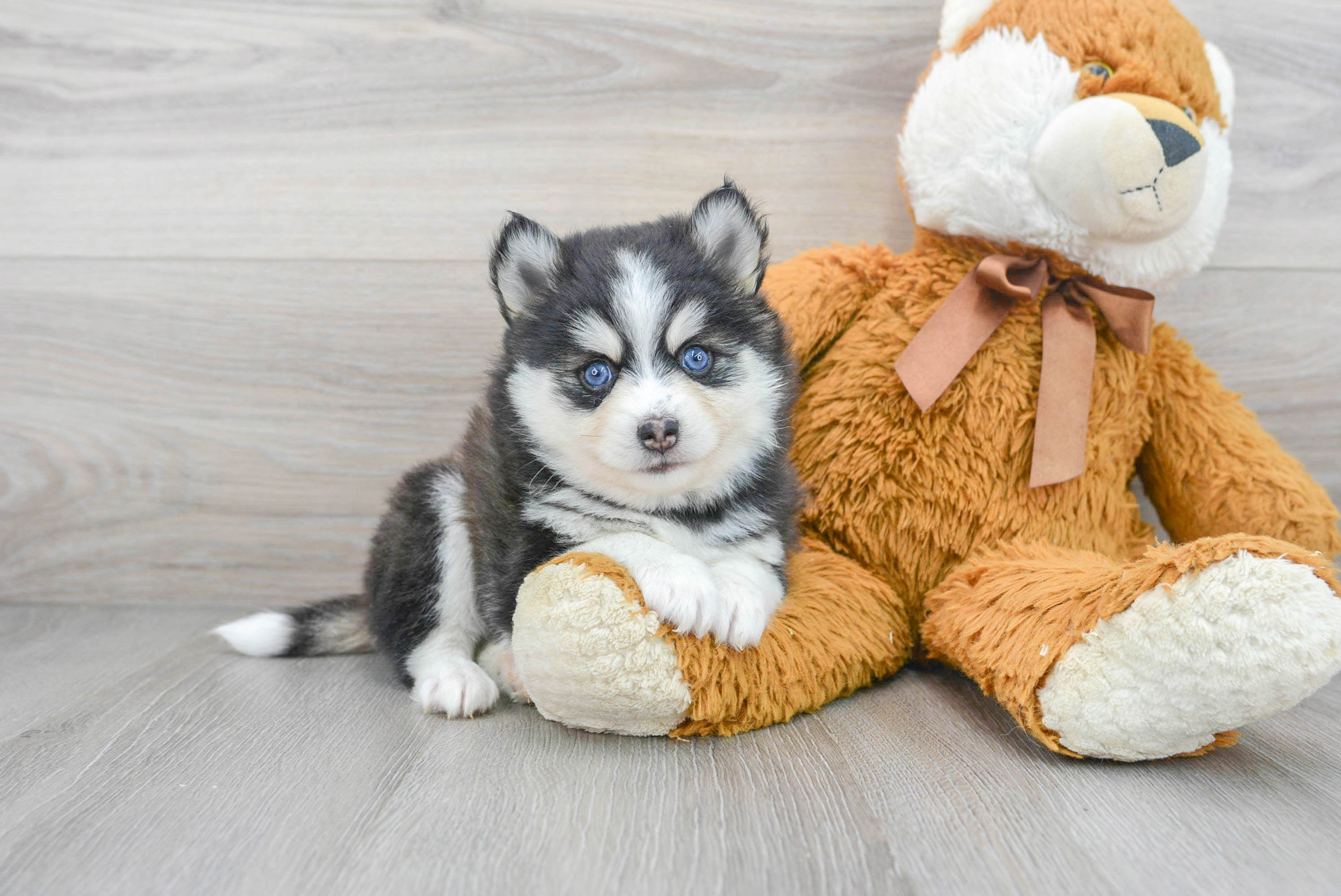 teddy bear pomsky for sale