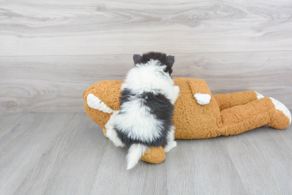 Fluffy Pomsky Designer Pup