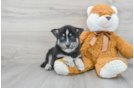 Pomsky Pup Being Cute
