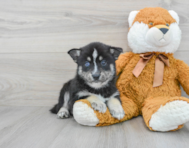 6 week old Pomsky Puppy For Sale - Premier Pups