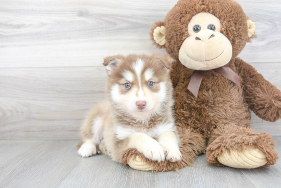 Best Pomsky Baby