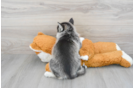 Popular Pomsky Designer Pup
