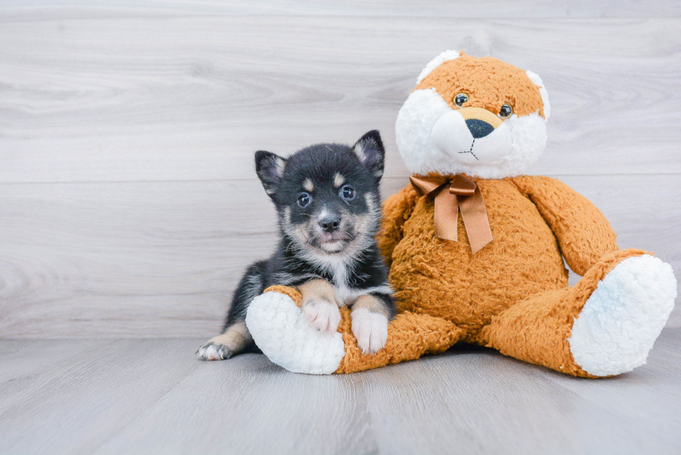 Playful Mini Husky Designer Puppy