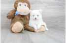 Meet Mary - our Pomsky Puppy Photo 1/3 - Premier Pups