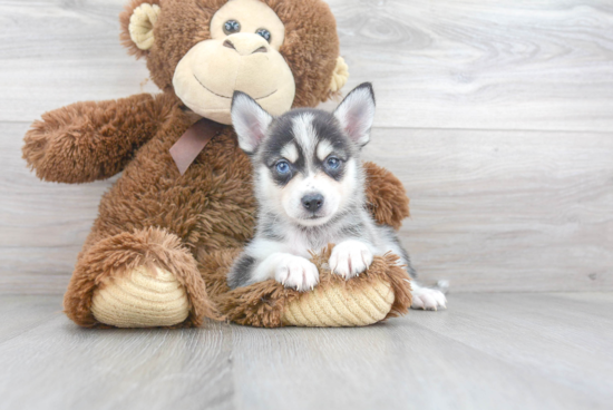 Fluffy Pomsky Designer Pup