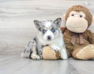 5 week old Pomsky Puppy For Sale - Premier Pups