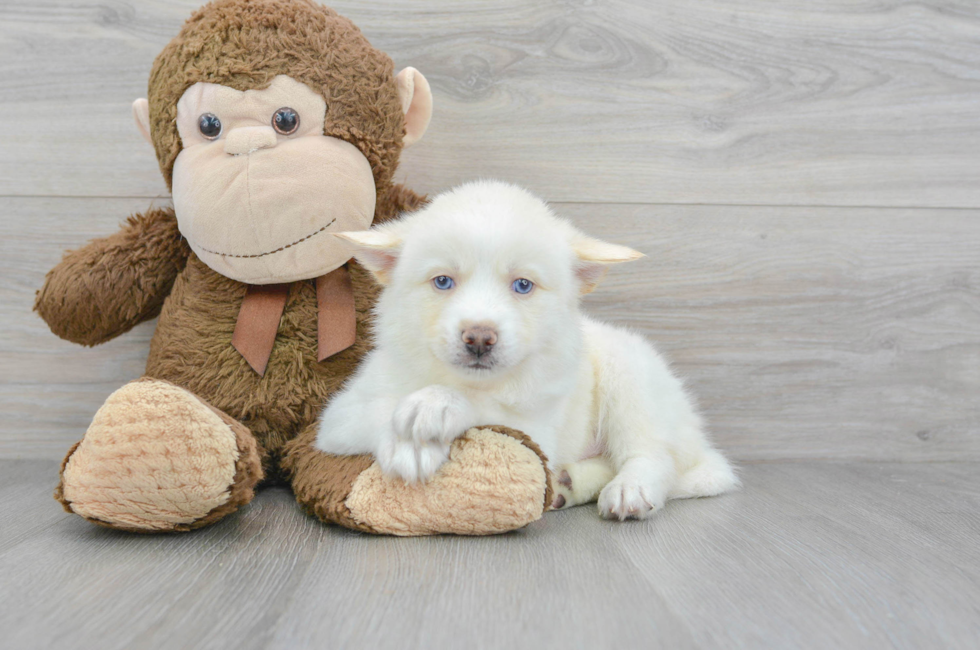 7 week old Pomsky Puppy For Sale - Premier Pups