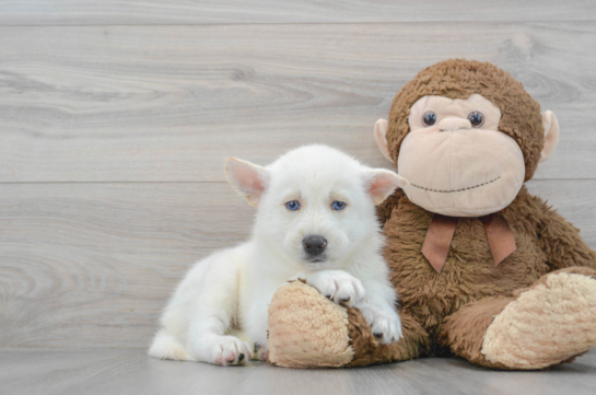 Petite Pomsky Designer Pup