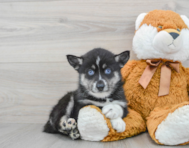 7 week old Pomsky Puppy For Sale - Premier Pups