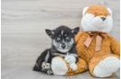 Adorable Mini Husky Designer Puppy