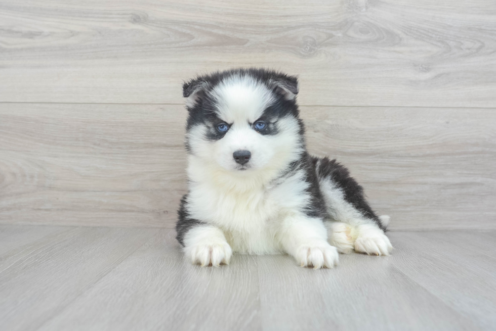Energetic Pomsky Midnight 8lb 8oz Designer Puppy