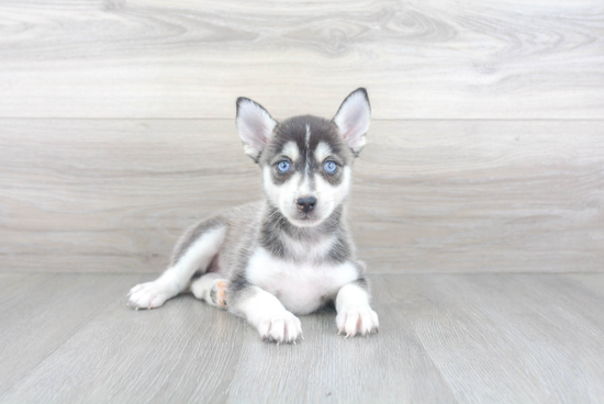 Best Pomsky Baby