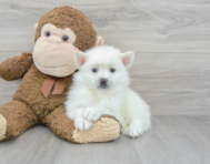 7 week old Pomsky Puppy For Sale - Premier Pups