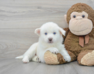 7 week old Pomsky Puppy For Sale - Premier Pups