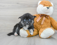 7 week old Pomsky Puppy For Sale - Premier Pups