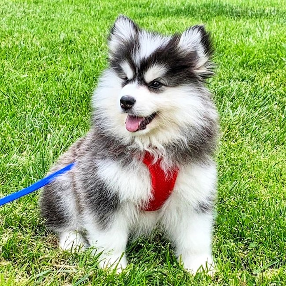 Pomsky Puppy for Sale in California: Your Perfect Companion Awaits