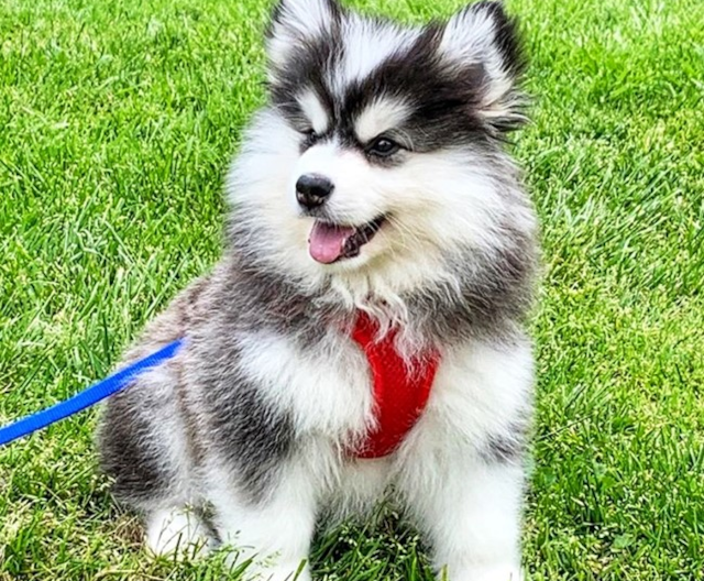 Exclusive Mini Pomskydoodle Puppies For Sale | Premier Pups