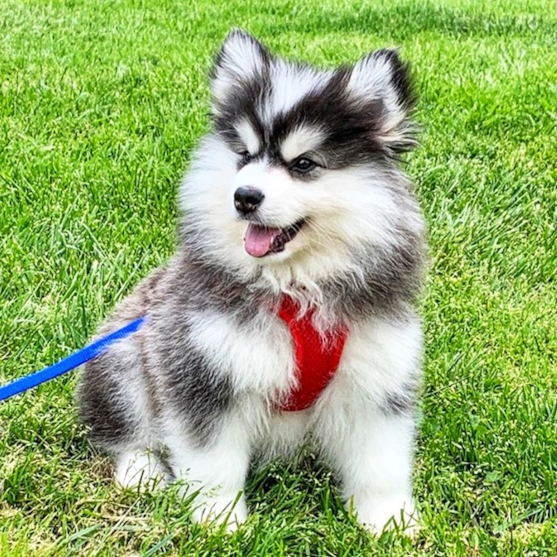 Adult Pomsky dog on a leash