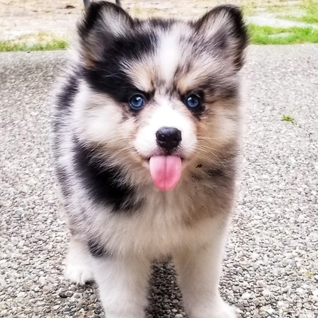 Puppy pomsky 2024