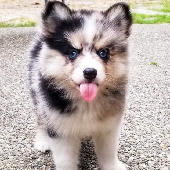 Merle Pomsky puppy with tongue out