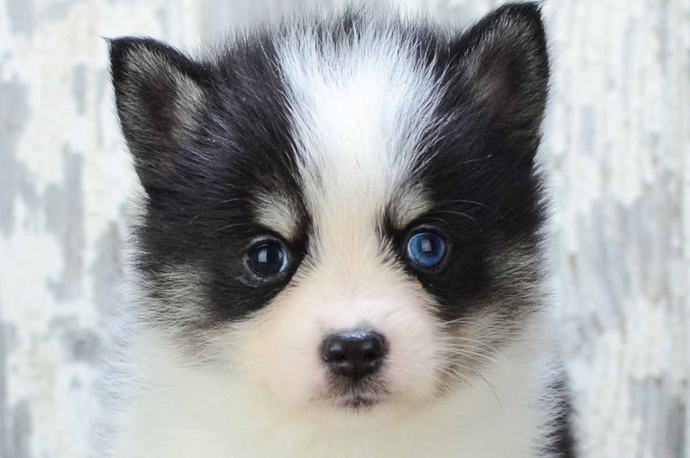 Droll Teacup Pomsky Puppies For Sale.