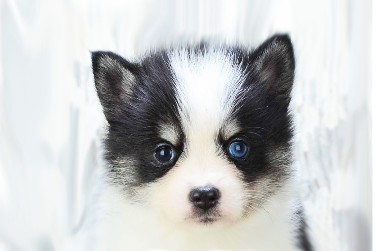 Pomsky Puppies for Sale | Premier Pups 
