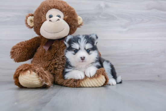 Fluffy Pomsky Designer Pup