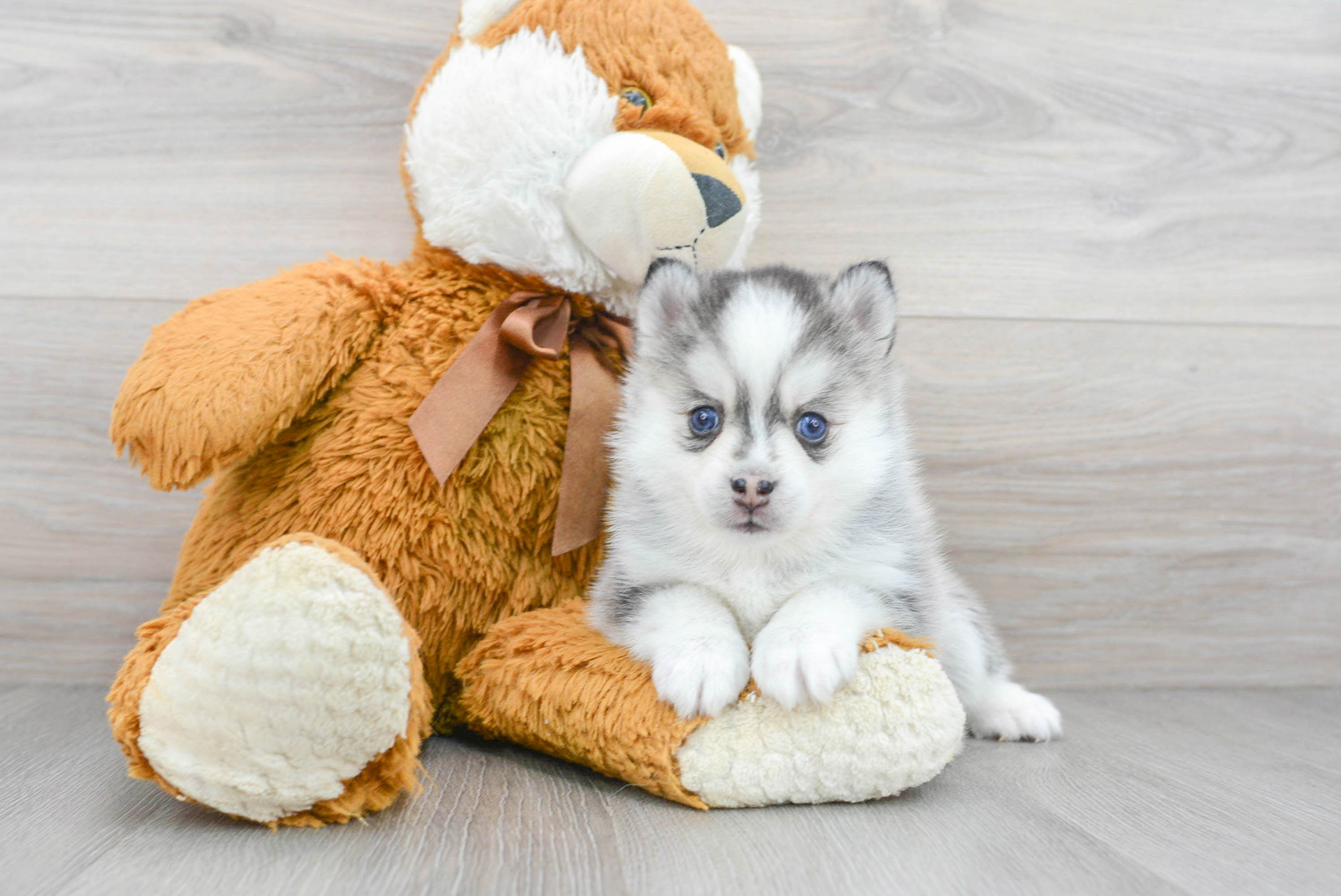 teddy bear pomsky for sale