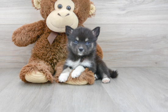 Small Pomsky Baby