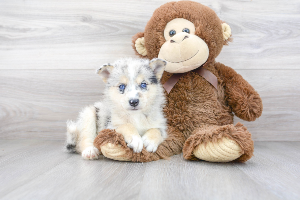 Cute Mini Husky Designer Puppy