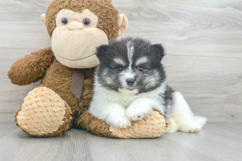 Smart Pomsky Designer Pup