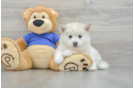 Pomsky Pup Being Cute