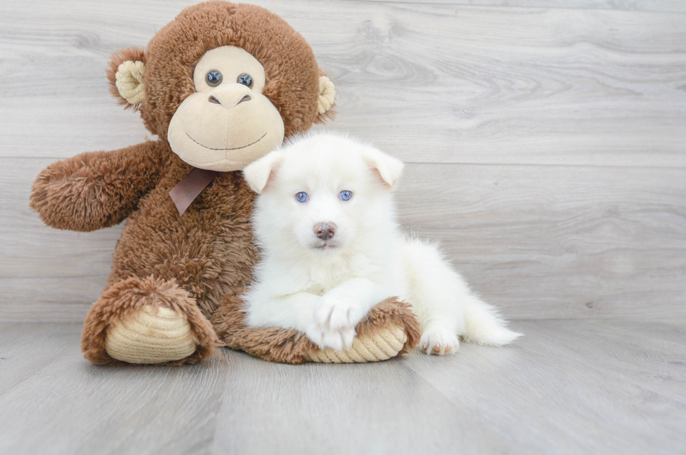 6 week old Pomsky Puppy For Sale - Premier Pups