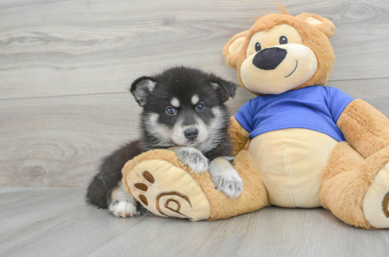 Best Pomsky Baby