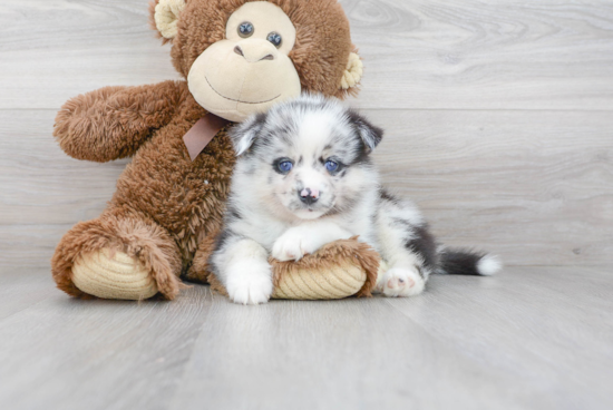 Hypoallergenic Mini Husky Designer Puppy