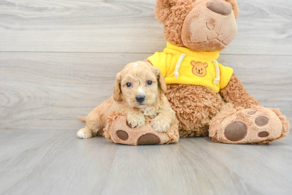 Hypoallergenic Bichpoo Poodle Mix Puppy