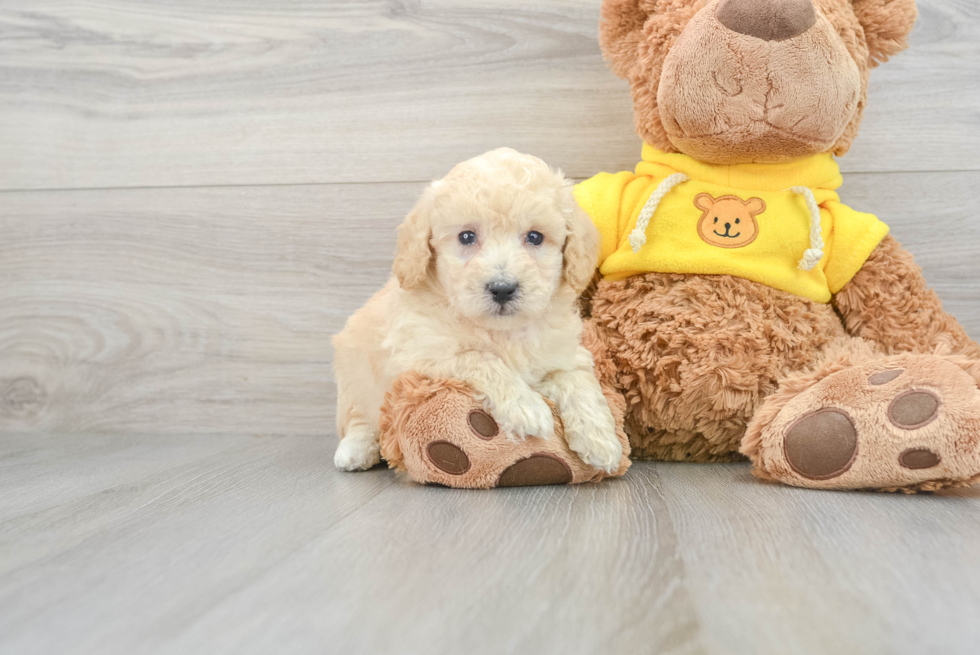 Sweet Poochon Adolfo: 3lb 12oz Doodle Puppy